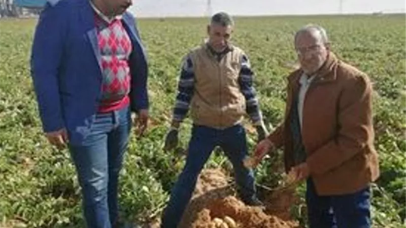 زراعة الإسماعيلية تنظم يوما حقليا لمحصول البطاطس بالقصاصين.صور