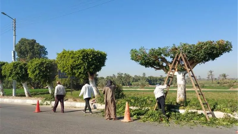 رفع 18 طن أتربة ومخلفات فى حملات نظافة وتهذيب للأشجار بإسنا جنوب الأقصر