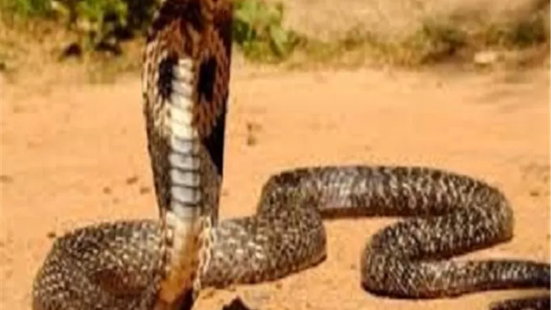 هكذا طورت الكوبرا سمها القاتل