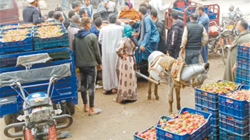 المزارعون اشتكوا: بورصة الفراولة .. تعاني