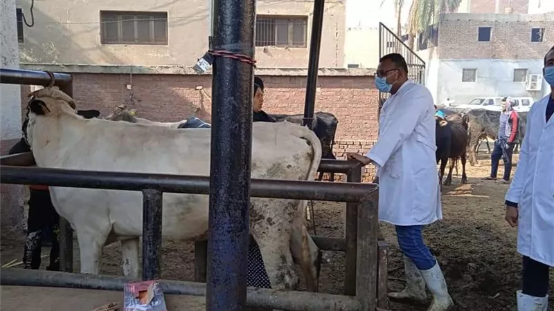 قوافل بيطريه بقرى بنى سويف