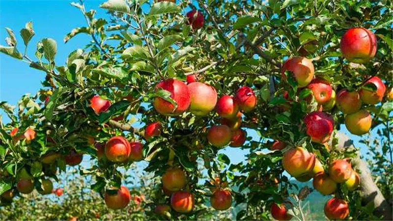 تناول التفاح بكثرة يسبب 5 أضرار للجسم