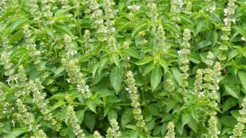 أبرز 4 أعشاب لصحة قلبك