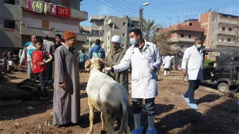 بيطري الشرقية: تنفيذ قافلة بيطرية مجانية بقرية طحا المرج بمركز ديرب نجم
