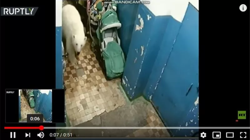 الحيوانات البرية تهاجم سكان روسيا داخل المنازل.. فيديو