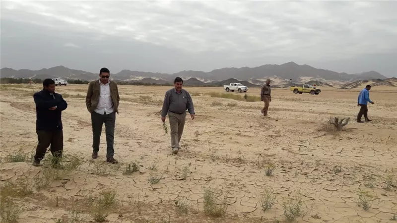 الزراعة تواصل تكثيف عمليات المكافحة للجراد الصحراوي.. صور
