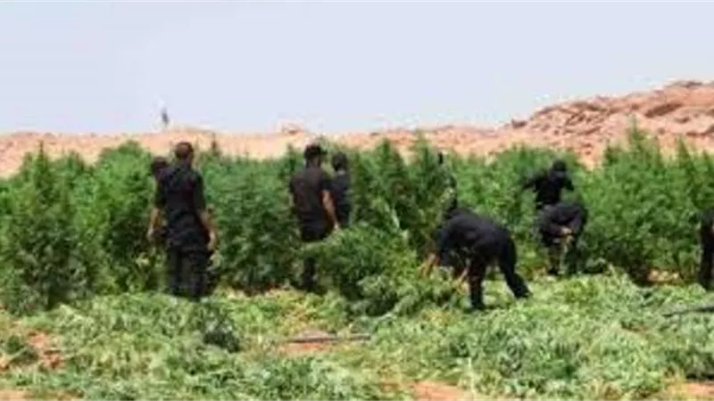 ضبط اطنان من البانجو والافيون فى مداهمة مزرعة مخدرات بسيناء