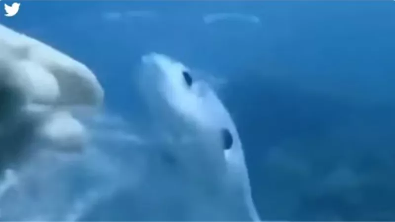 بالفيديو.. 