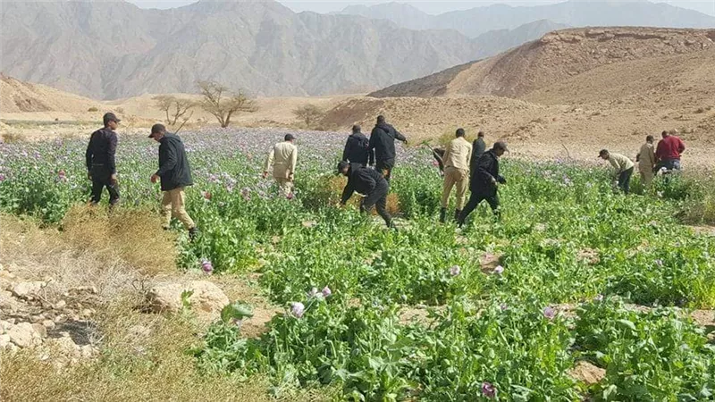 مكافحة المخدرات : تدمير 29مزرعة مخدرات بأبورديس