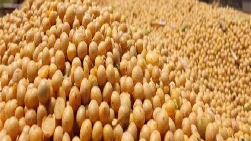 ضبط 6 مليون كيلو فول صويا غيرصالحة للاستهلاك الادمى