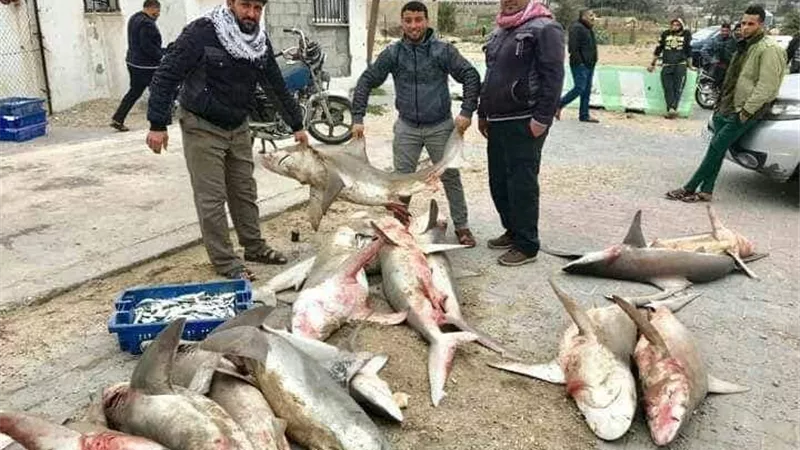 اسماك القرش تهدد غزة وتثير الجدل .. صور