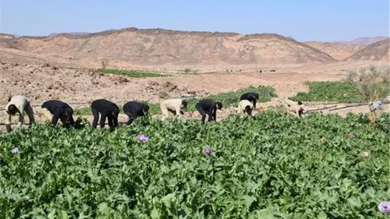 الداخلية تقتحم مزارع المخدرات بصحراء سيناء .. وتضبط 5 أطنان بانجو.. صور