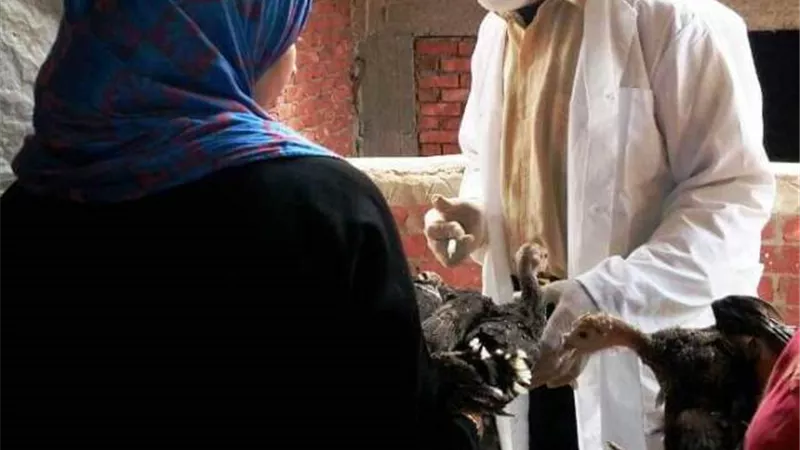 تحصين 437 ألف طائر ضد أنفلونزا الطيور للحفاظ على الثروة الداجنة