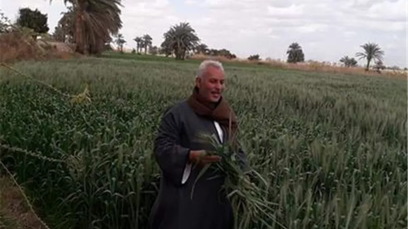نقيب الفلاحين: يطالب بزيادة سعر شراء القمح من الفلاحين