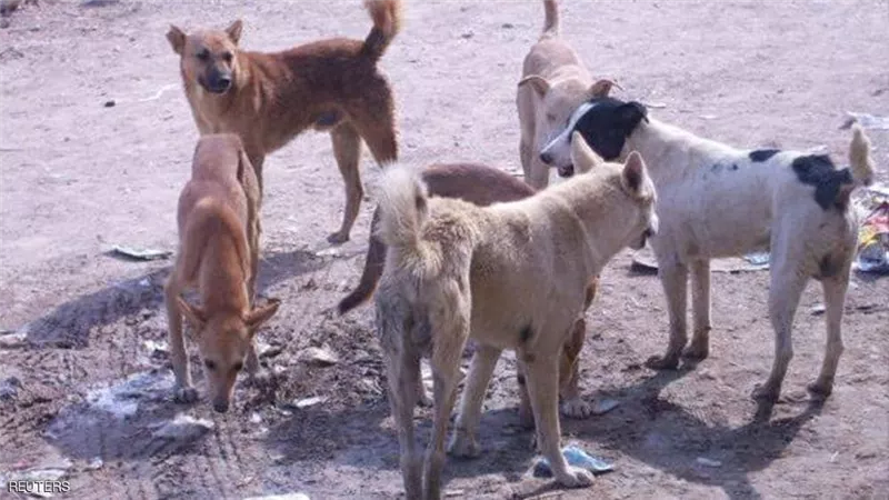 خطر الكلاب الضالة يلاحق اليمنيين