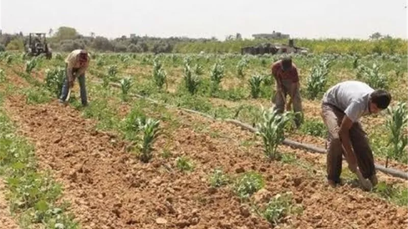 أحكام قضائية تلزم الدولة بتقنين الأراضى بقانون ١٤٣ لسنة ١٩٨١