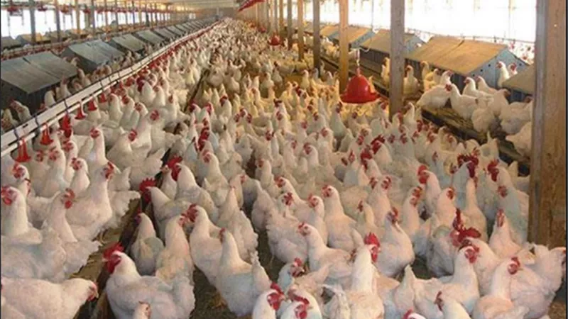 وزير الزراعة :تصدير الدواجن والكتاكيت وبيض التفريخ والمائدة إلى الدول العربية وشرق أسيا وأفريقيا