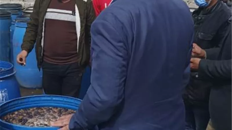 ضبط ومصادرة 450 برميل مخلل مجهول المصدر بمطروح.صور
