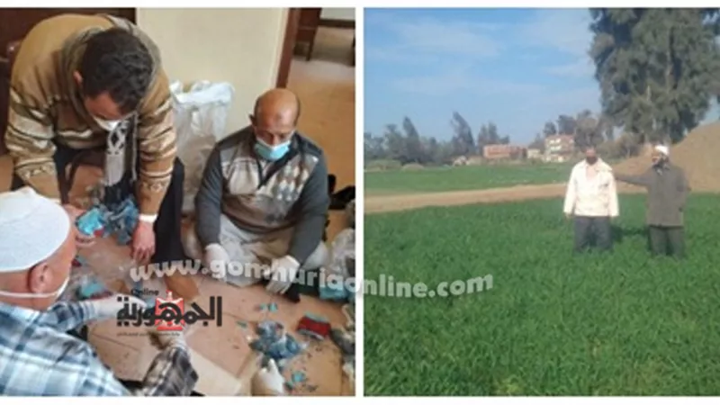 زراعة المنوفية : حملة صيانة محصول القمح بإستخدام طـُعـم الراكومين