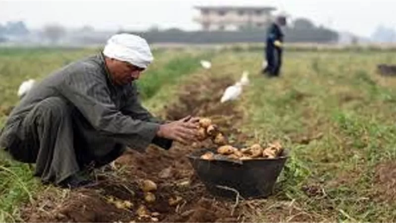 هذه اولويات التدخل لتنمية الريف المصرى التى اكدت عليها الحكومة