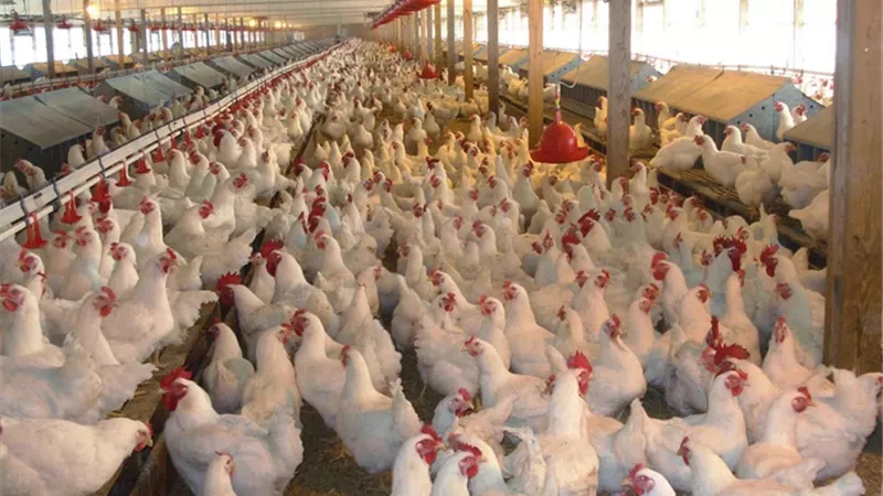ظهور إصابات جديدة بانفلونزا الطيور فى محافظة صلاح الدين العراقية
