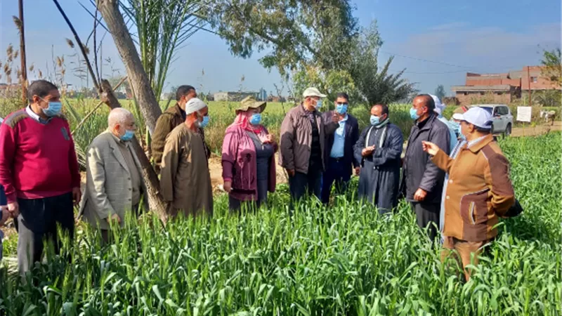الزراعة تتابع محصول القمح في محافظة البحيرة