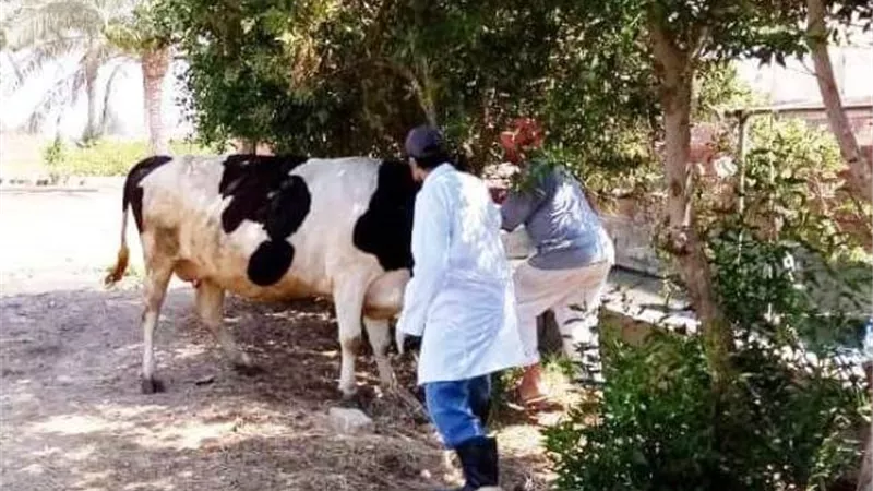 السبت المقبل.. بدء إنطلاق فاعليات الحملة القومية للتحصين ضد مرضى الحمي القلاعية والوادي المتصدع