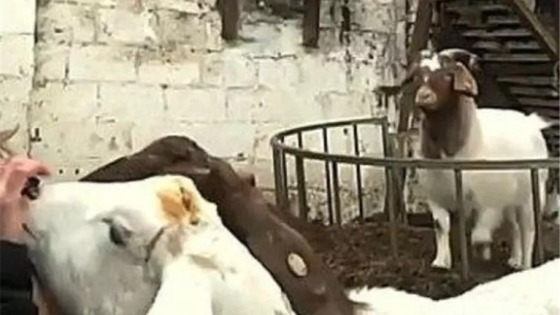 بسبب فكرة مجنونة سيدة تربح 50 الف جنيه استرلينى