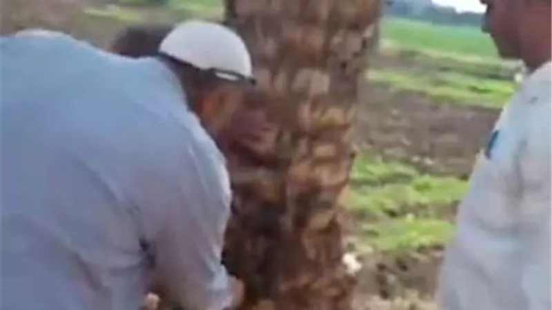 جــهود مــديرية الزراعة بالمنوفية فى مــواجهه آفة ســوســة النـــخيل .. تعرف عليها