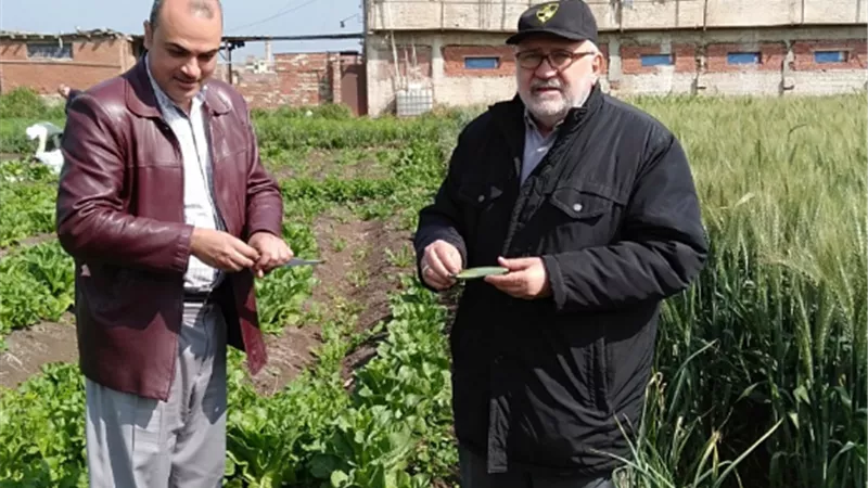 الزراعة : نشاط مكثف من باحثى معهد أمراض النبات للإكتشاف المبكر للصدأ الأصفر فى القمح