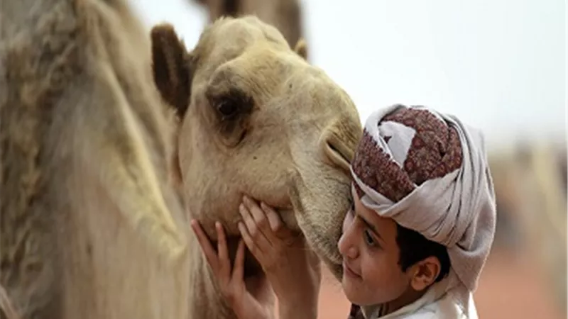 هيئة الغذاء السعودية توضح أفضل طرق تناول حليب الإبل