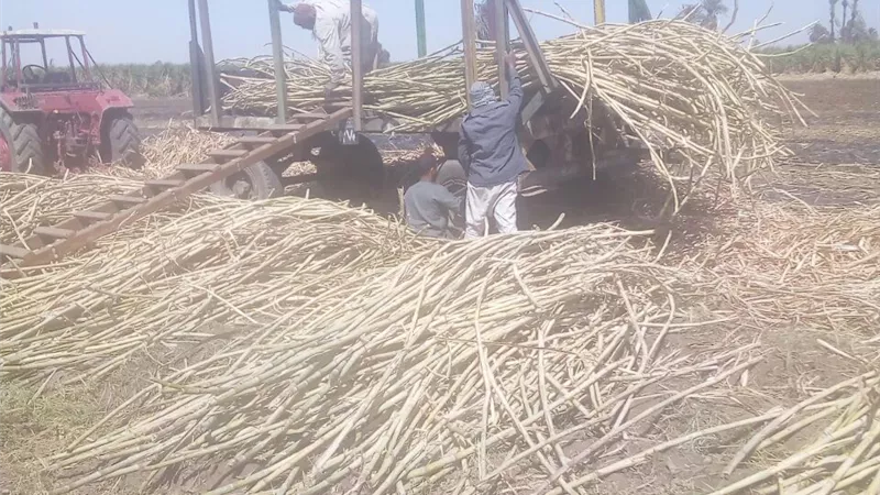اشتعال النيران فى ٥ افدنه مزروعه بالقصب فى قوص