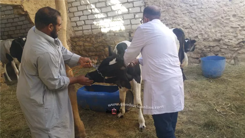 تحصين الثروة الحيوانية بمطروح ضد مرضى الحمى القلاعية والوادى المتصدع بنصف الثمن