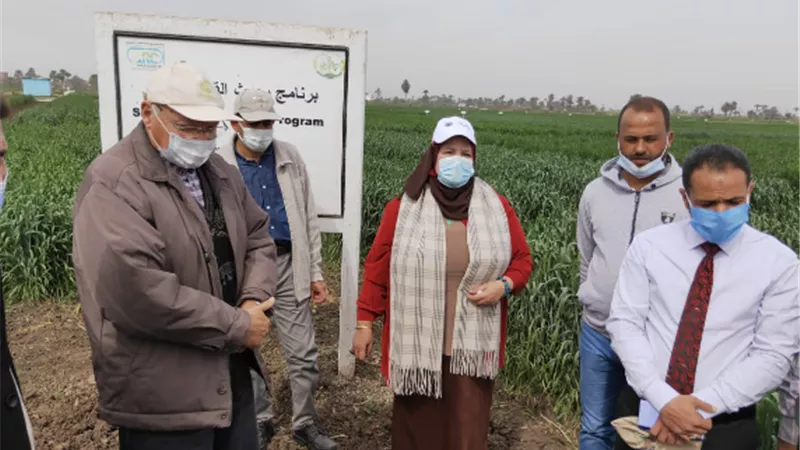 الزراعة تكثيف المرور على زراعات القمح للاطمئنان على حالة المحصول الاستيراتيجي وتنفيذ التوصيات الفنية