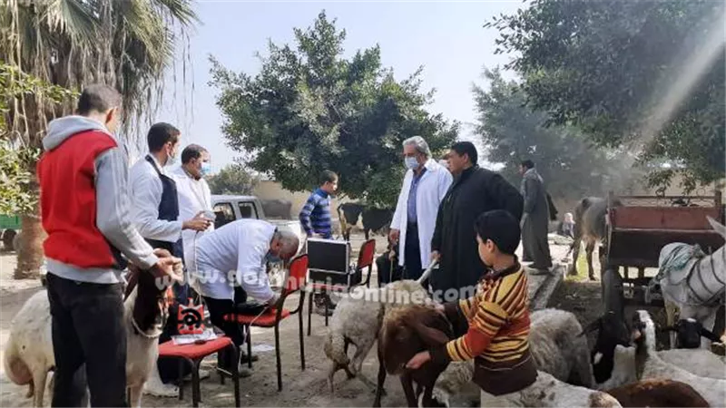 قافلة بيطرية بمركز الزقازيق لعلاج الثروة الحيوانية مجانا