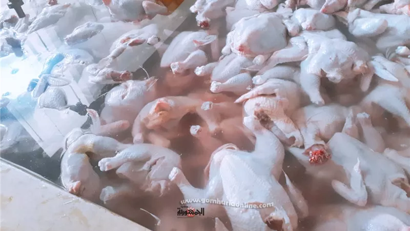 ضبط (2طن) من الدواجن المذبوحة بالمخالفة للقانون ببيلا