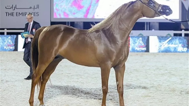 اليوم.. انطلاق بطولة أبوظبي الدولية لجمال الخيل العربية