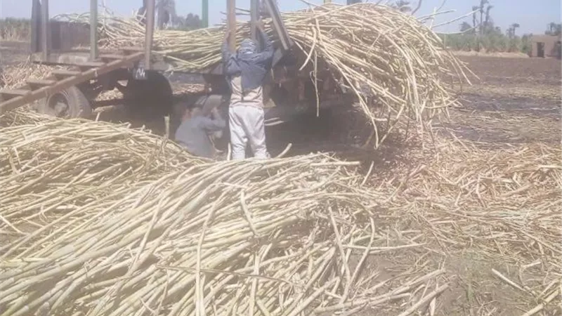 السيطرة على حريق بزراعات القصب في قنا