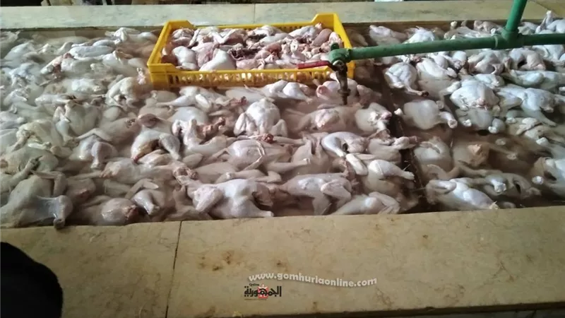 ضبط 2 طن دواجن مذبوحة خارج المجزر وحملات مكثفة بالمدن بأسواق كفر الشيخ