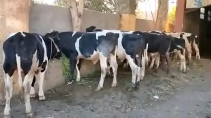 رئيس مدينة أشمون: نقل سوق الماشية من المدينة إلى عزبة أبوالنرش..تعرف على الموعد