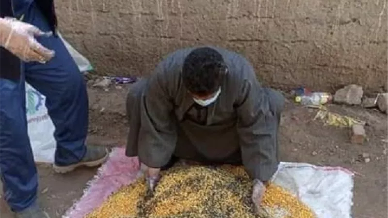 زراعة الشرقية تطلق الحملة القومية لمكافحة القوارض للحفاظ علي محصول القمح