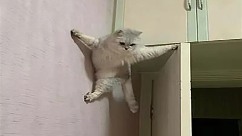 شاهد.. القطّة العنكبوت