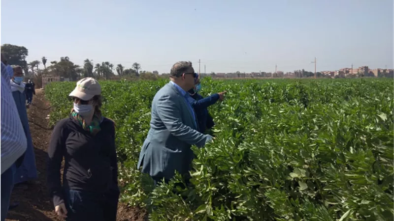 الزراعة تواصل جولاتها الميدانية للاطمئنان على محصولى القمح والفول البلدي