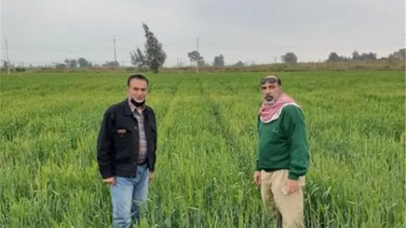 زراعة الإسماعيلية تعاين إصابات الصدأ الأصفر بمحصول القمح .صور