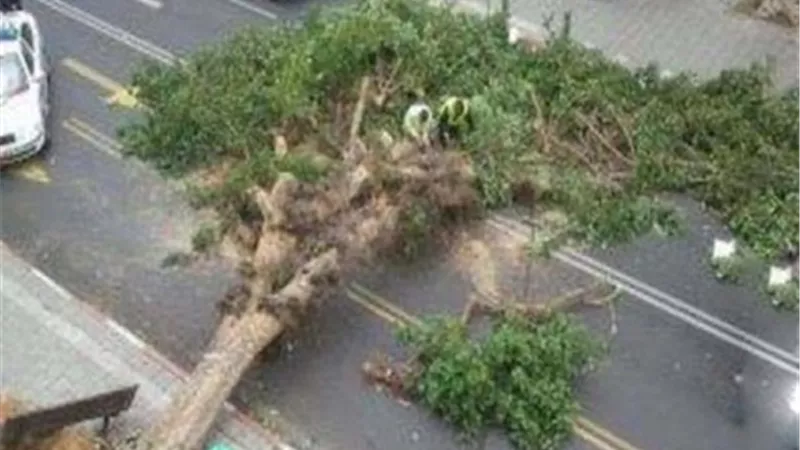 سقوط شجرة على سيارة ميكروباص بقنا نتيجة سوء الأحوال الجوية