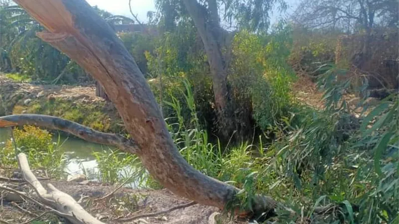سقوط اشجار وانقطاع شبكة الكهرباء.. حصيلة اليوم من التغيرات الجوية التى شهدتها طوخ