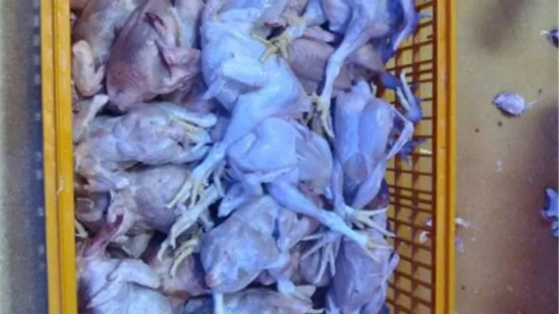 ضبط 2.5 طن لحوم وأسماك فاسدة في الإسماعيلية خلال أسبوع