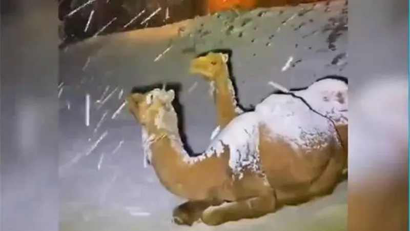 الثلوج تتساقط على ظهور الجمال في السعودية.. فيديو