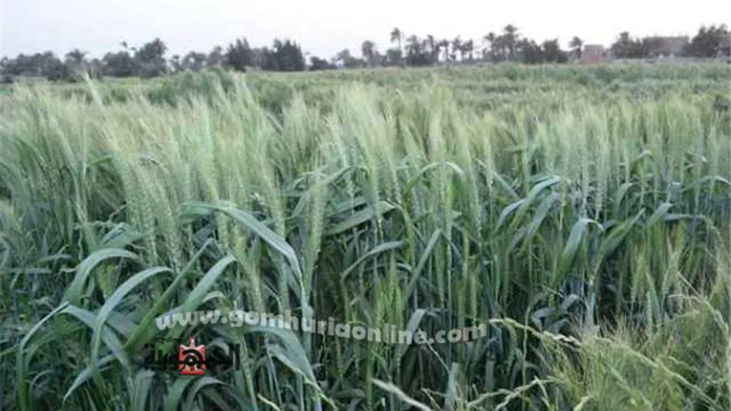 زراعة المنوفية .. نصائح لتفادى الأضرار السلبية التى تسببها سوء الاحوال الجوية على الزراعات