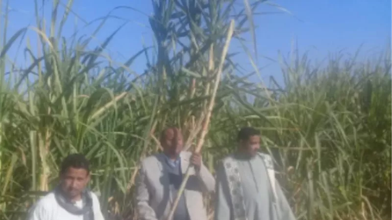 الزراعة : رئيس البحوث الزراعية يطمئن على زراعة القصب بالشتلات ويتابع المحاصيل الشتوية بالصعيد
